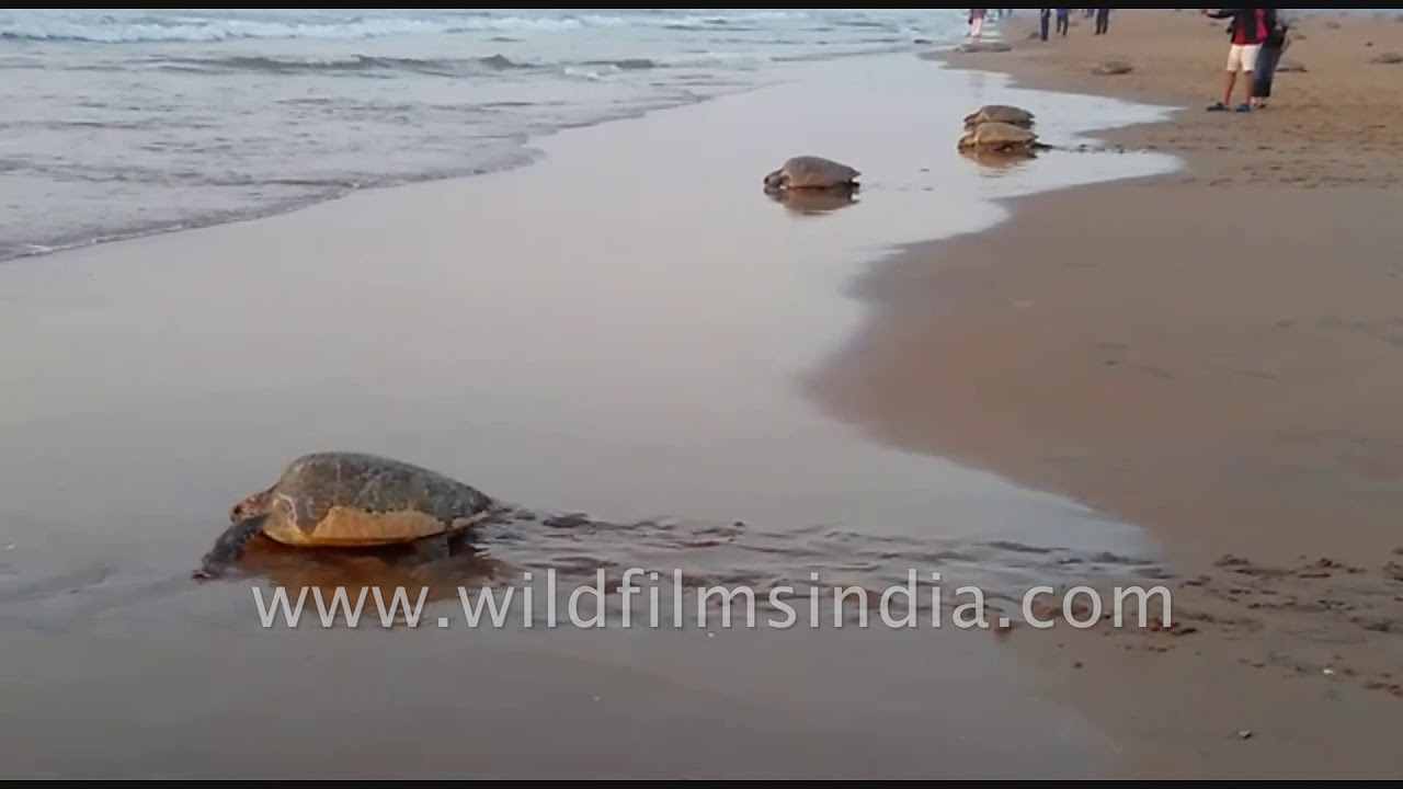 tibetan terrier Olive Ridley turtles lay eggs at the mass nesting ground of Rushikulya beach in Odisha