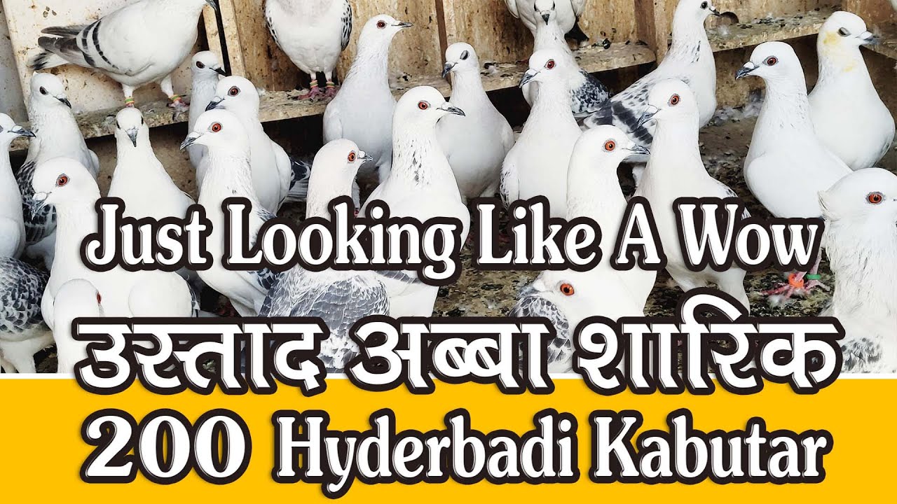 200 Hyderabdi Kabutar Ka Lajwab Shok, Ustad Abba Shariq, Delhi Ki Kabutar Bazi