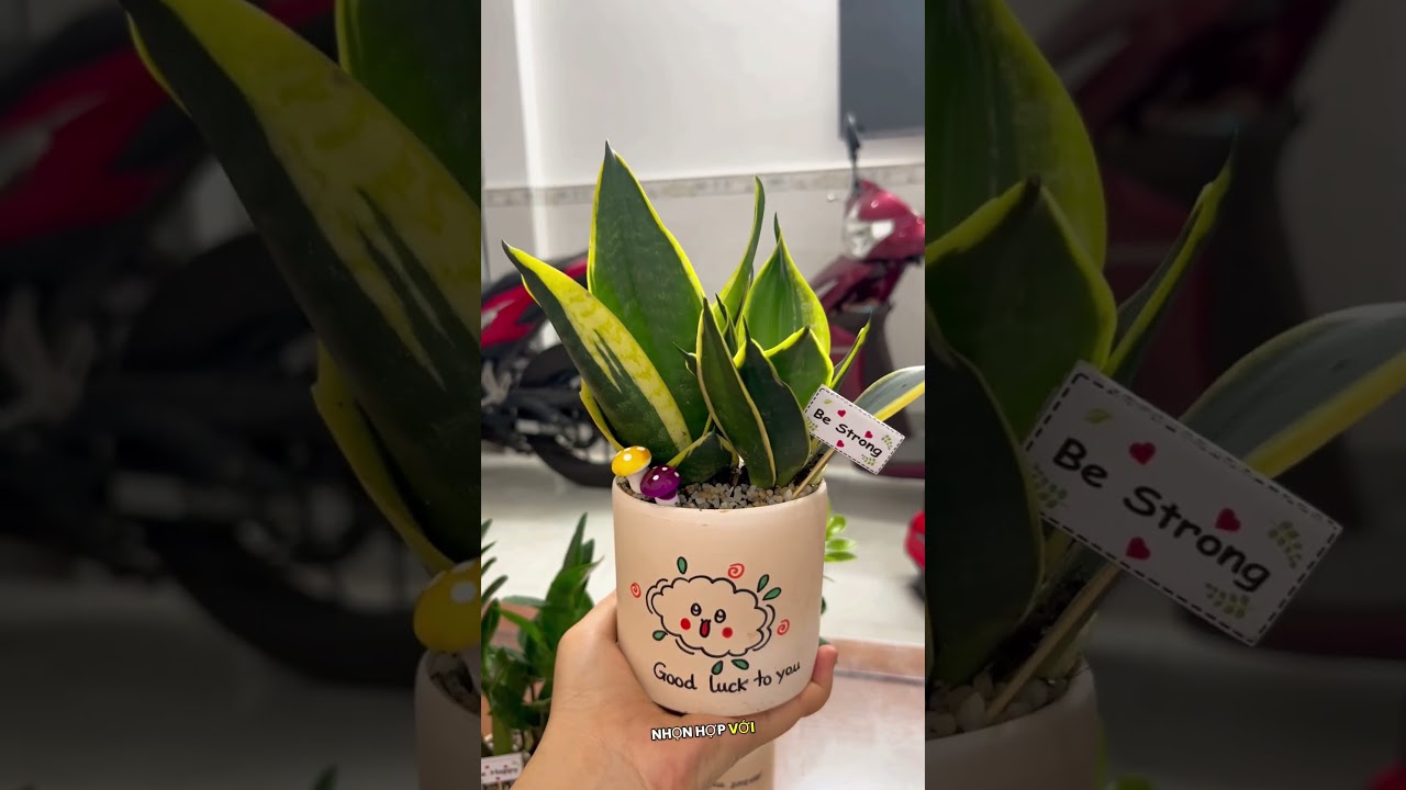 casino nsw rentals Chậu cây lưỡi hổ caydeban flowers cayphongthuy katdecor yeucay