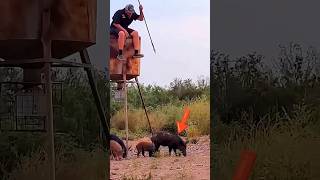 Дикий кабан стал целью охотника с луком#Дикий Кабан#Охота#Охота СЛуком#Кабан