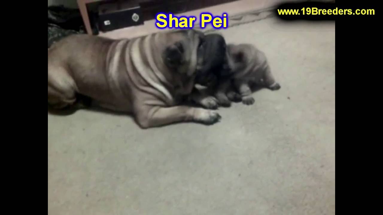 Shar Pei, Puppies, Dogs, For Sale, In Albuquerque, New Mexico, NM