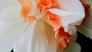 Drum Solo Meditation Music For Spring - HAPI Mini D Akebono