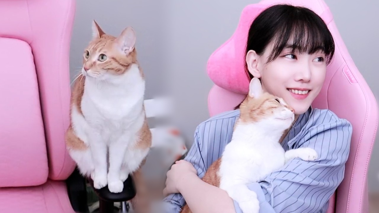 고양이랑 의자 쉐어하는 스트리머!