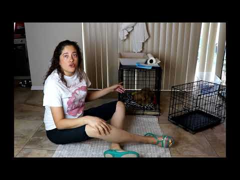 How to potty train your puppy