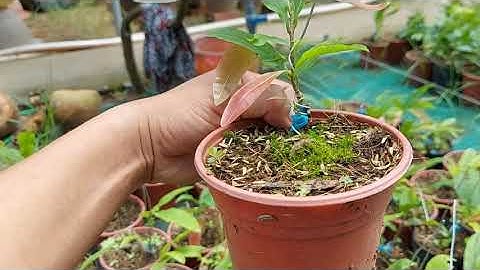 7.8 cúc không nhụy hoàng huyết long. 250k/ cặp bao ship. Lh; 0379640642