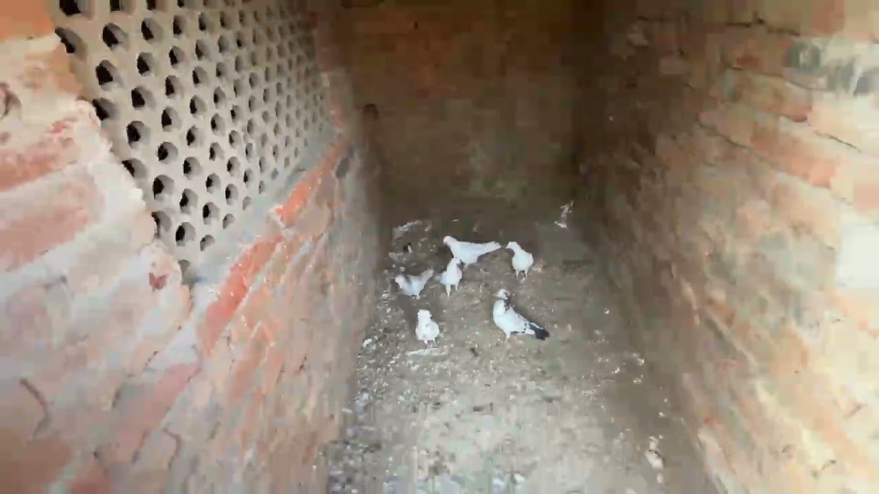 ਪਹਿਲਾਂ ਤਿੰਨ ਕਬੂਤਰਆ ਉਡਿਆ 🕊️॥ ਫਿਰ ਸਾਮ ਨੂੰ ਤਿੰਨ ਕਬੂਤਰ ਉੱਡੇ 🕊️॥ ਬੱਚਿਆਂ ਦੇ ਵੀ ਖੱਬ ਕੱਢ ਤੇ ॥ ਦੋਖੇ ਵਿਡਿਉ 🙏🏻॥