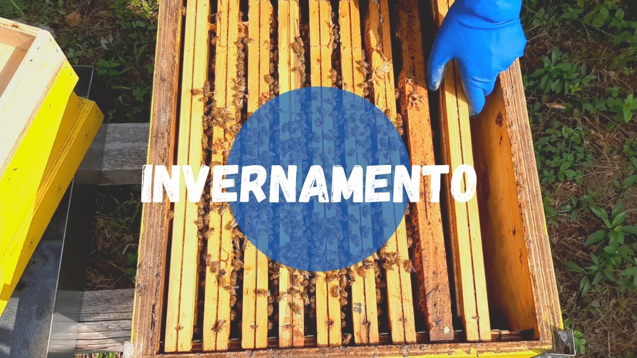 Apicoltura: come si presenta una famiglia per l'invernamento