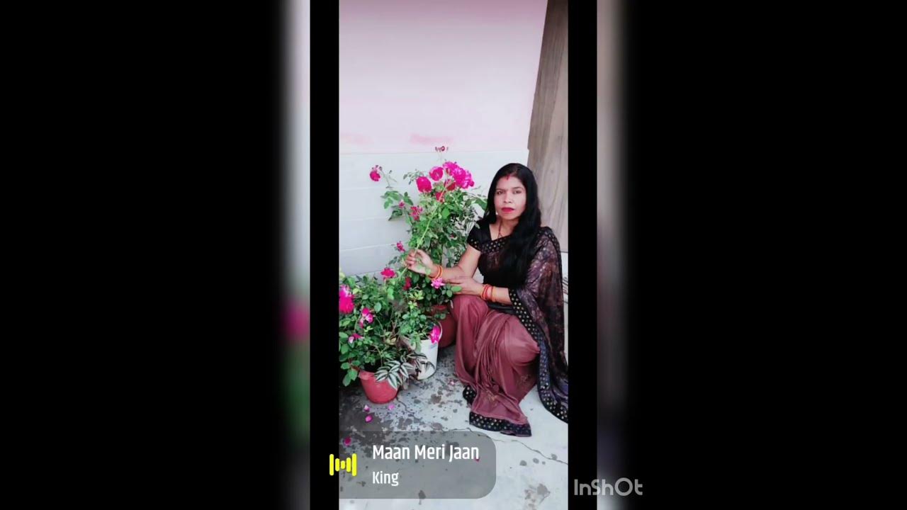 Gulab Ke Paudhe Ko Gharelu Khad De YouTube gulab-ke-paudhe-ko-gharelu-khad-de-youtube