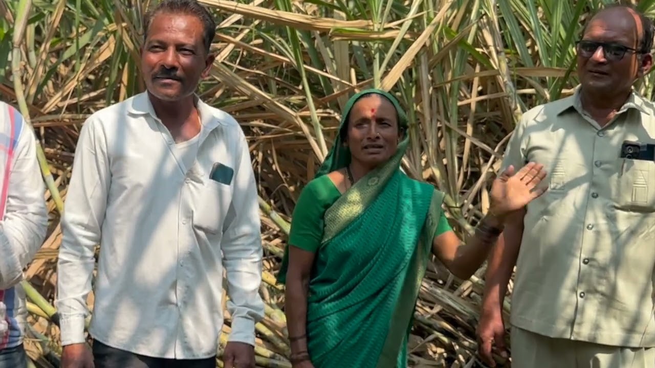 SCTवैदीक ऊस 8 महिन्यात 27 कांड्या ,22 गुंठे 70 टन ,आंतरपिकाचे 80 हजार ,5 महिने 13 कांडे‼️