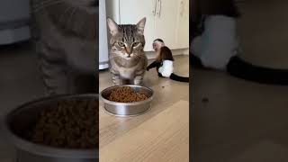 Cat Ignores Monkey's Jealous Stares While Eating #shorts #animals #viral