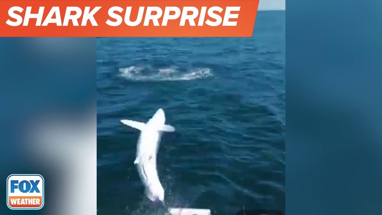 Mako Shark Jumps Onto Fishing Boat In Waters Near Maine YouTube
