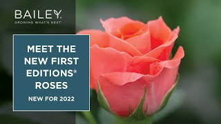Meet The New First Editions® Roses