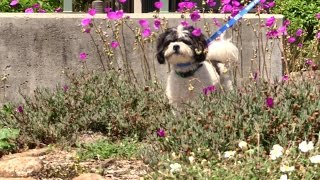 BUDDY - ADOPTED
