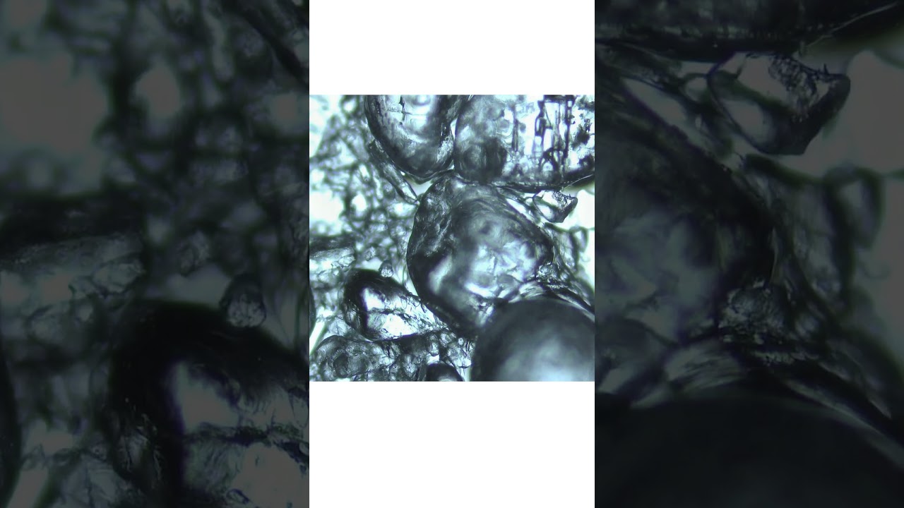 Amazing reaction of salt in alcohol!!! 