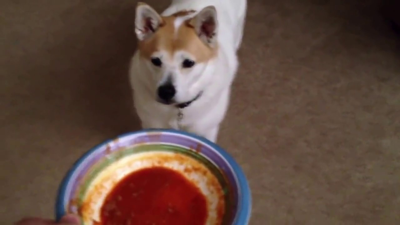 What Happens If A Dog Eats Hot Sauce What Happens If A Dog Eats Hot Sauce
