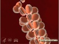 Nucleosome 3d