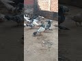 #kabootar #pigeon