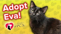 Adopt Eva!! // Bombay Shorthair Mix // Adoption Featurette