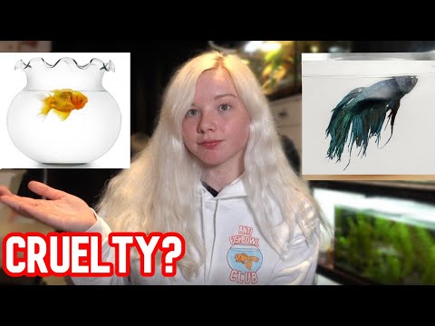 Video: Proč ryby mísy jsou špatné pro vaše ryby