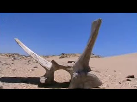 Wideo: Gdzie jest zatoka szkieletów?
