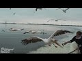 Полет птиц. Интересное видео о животных №6