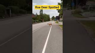 Roe Deer Spotted In Town