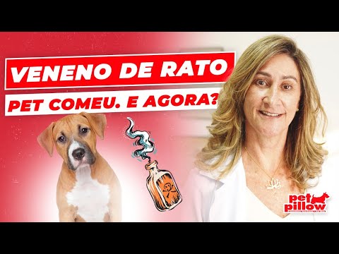 Vídeo: Como tratar a tosse do canil em filhotes recém-nascidos