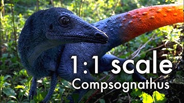 Making of life size Compsognathus dinosaur