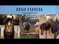 Pony express 20  baby pony le plus mignon de la terre  