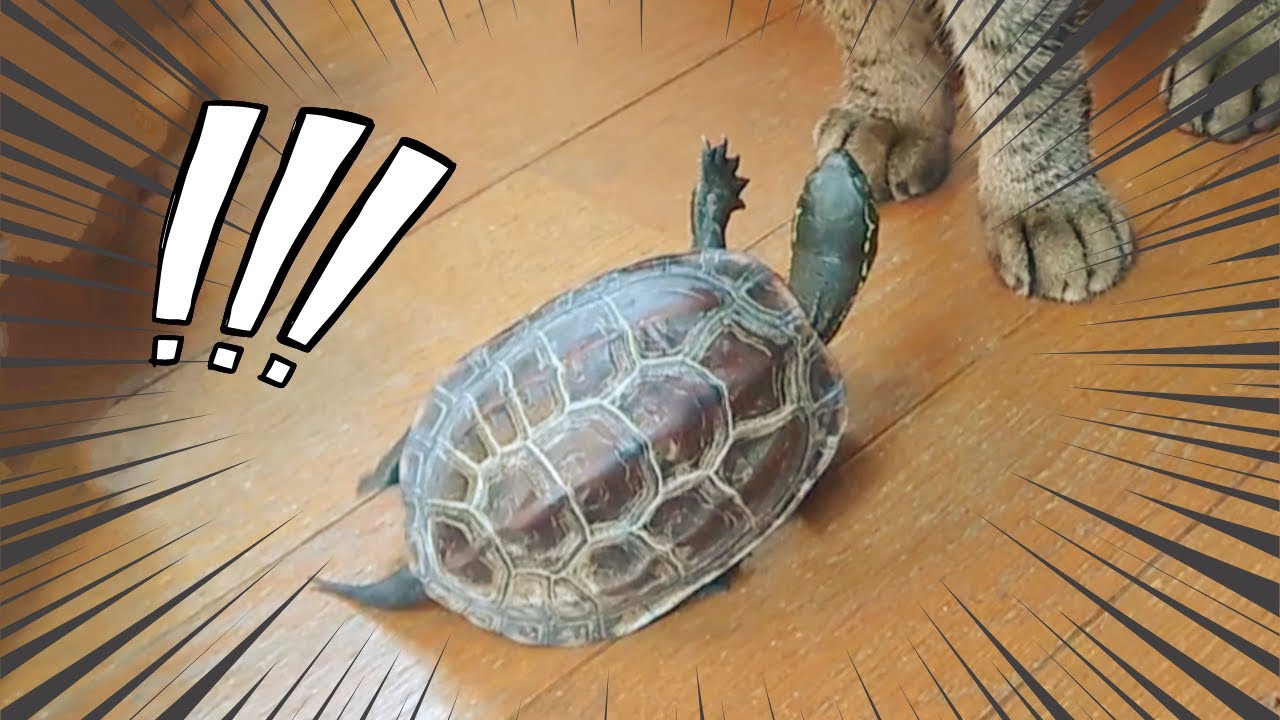 スケボー亀、スピードを出しすぎた結果…【The result of a skateboarding turtle going too fast】