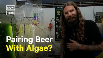 The Green Beer: Australian Brewery Uses Algae to Reduce Carbon Footprint