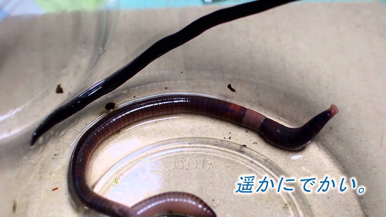 コウガイビル の飼育について