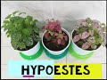 Hypoestes, paleta de pintor, payasito, todo lo que  debes saber sobre sus cuidados y reproducción