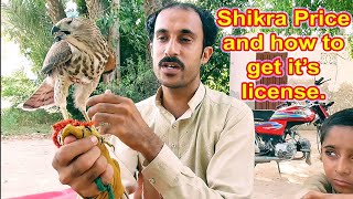 Shikra price and how to get it's hunting license || Wildlife Today