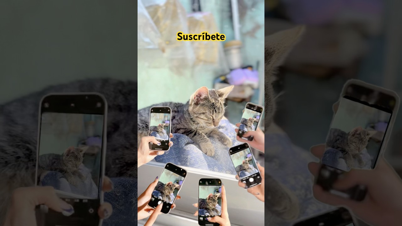 #gatos #gatitos #mininos