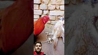 Aseel Rooster Fight Falcon 😱😡 #wildlife #animalfight #aseelmurga #hawk #eagle #chicken #saveanimals
