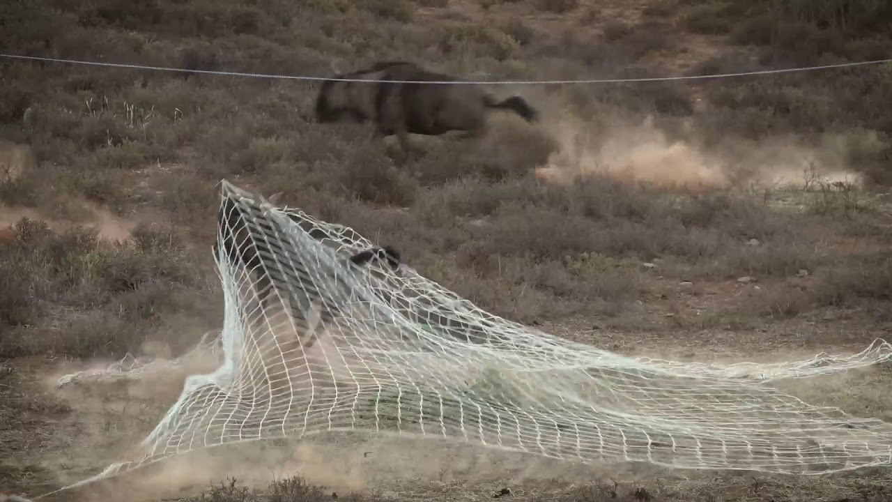 De Dam Game Capture Net by the Capture Company South Africa