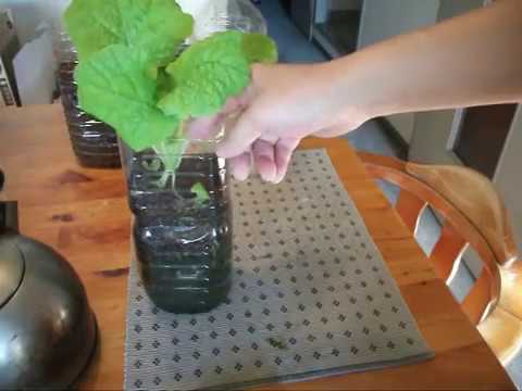 Gardening How To Make A Pet Bottle Planter Enjoy Gardening Flower And Plant Cultivation Youtube