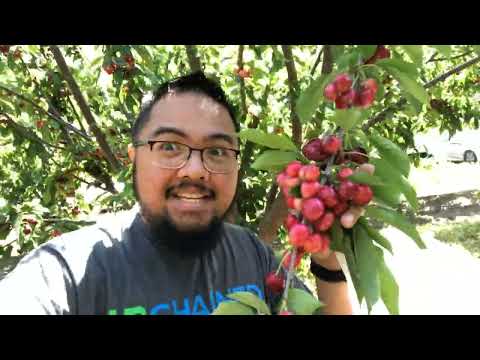 Cherry-Picking With The Family In Brentwood, CA (4-‎30-‎2022)
