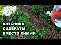 Обязательно посадите сидераты на клубнике после сбора урожая. Подкормка клубники.