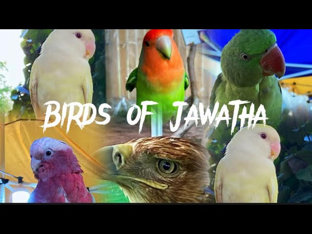 The Birds of Jawatha Park @ Al Ahsa / Al Hofuf 2023