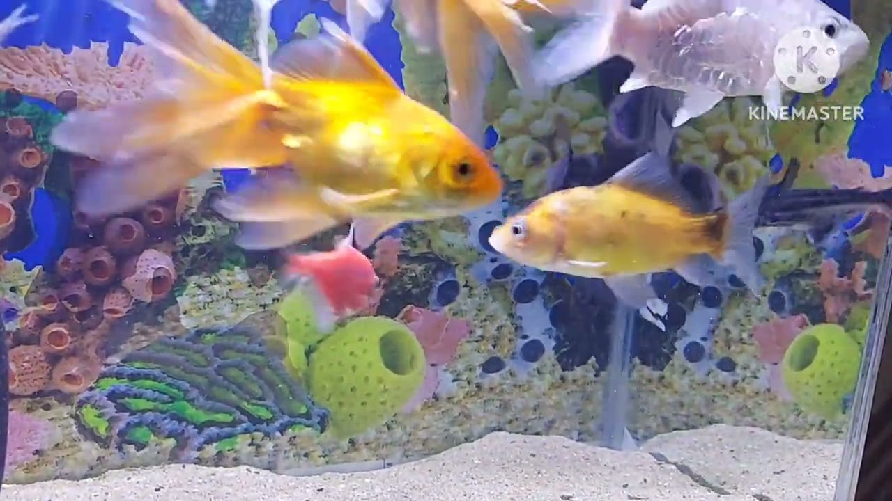 FISH NEW LONG VIDEO WITH FAST & SLOW MOTION EFFECT #megaquarium 