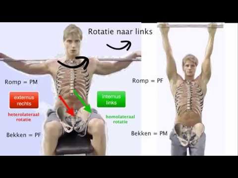 Video: Interne Schuine Oorsprong, Functie En Anatomie - Lichaamskaarten
