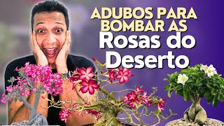 Adubos CASEIROS para BOMBAR as Rosas do Deserto!