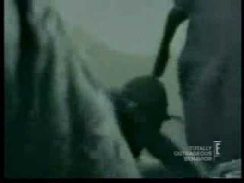 free-mans-head-in-elephants-butt-amatuer-porn-videostures