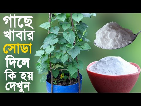 ভিডিও: কেন জৈবভাবে জন্মানো খাবার?