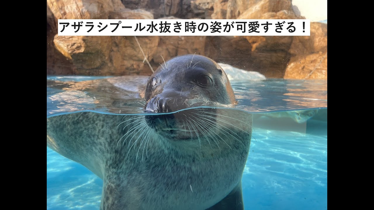 越前松島水族館】アザラシプール水抜き時の様子 - YouTube
