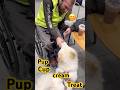 A Dog Changed Security Guys Whole Day