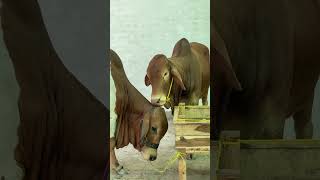 #iran #mexico #cowlover #animals #love #viral #foryou #viralvideo #subscribe #video #views #qurbani