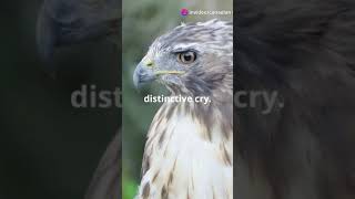 Soaring High The Majestic Redtailed Hawk Of Canada